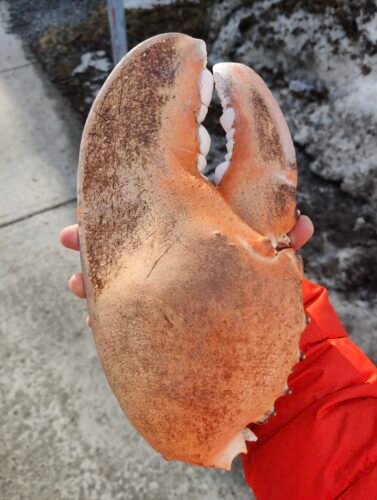 LIMITED EDITION: Giant Deep-Sea Lobster Pincers 🔥 Hurry up! photo review